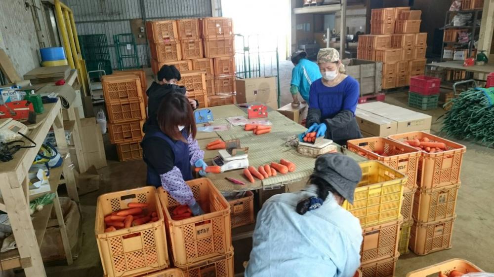 【農業を体感してみませんか?】季節ごとのオーガニック野菜の栽培