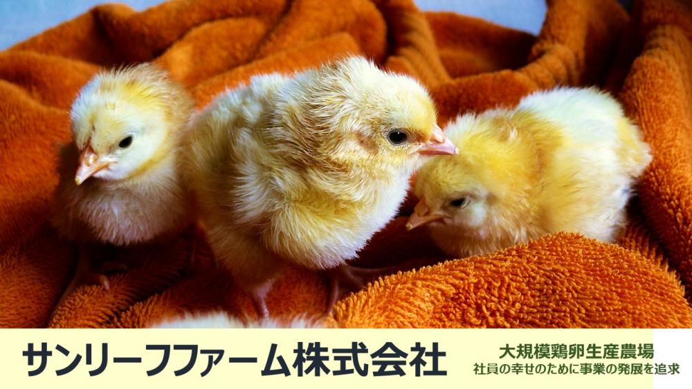 鶏の飼養管理担当者急募！　安心して長く安定して働ける会社です。